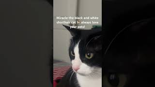 My pet cat Miracle the black and white shorthair 🐈 felines shorts youtubeshorts [upl. by Ayra]