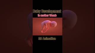 Baby Development in wombGrowing Insideviralshortsshortsfeedsdrsadia1446 [upl. by Atarman395]