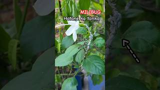 Mealybug 🪲 kaise hataye Gudhal se gardening plantcare farming [upl. by Llerahc716]