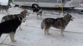 Schlittenhunderennnen Werfenweng 2019  Veranstaltung im Pongau Salzburg [upl. by Atnim712]