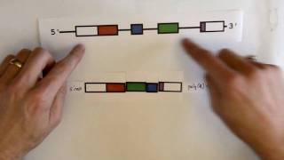 RNA splicing [upl. by Anirdnaxela35]