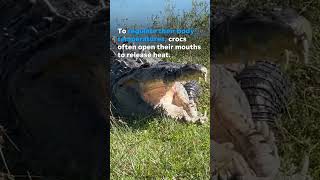 Massive crocodile spotted taking a sunbath in Everglades Shorts [upl. by Tenrag]