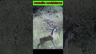 venadito colablanca wildlife natureanimals venados [upl. by Naes543]