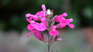 How to Plant Salvias [upl. by Hallagan]