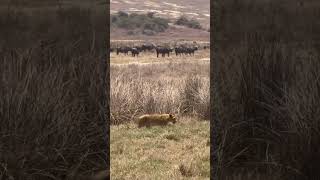 Beautiful Tanzania Ngorongoro Crater animals wildlife lion [upl. by Nazus]