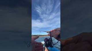 Redfin fishing WA🇦🇺🐟 redfin fishing westernaustralia パース 西オーストラリア fishing [upl. by Eislehc]