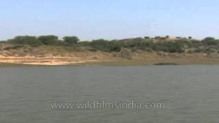 Nature watching in Chambal river from a boat [upl. by Uriah]