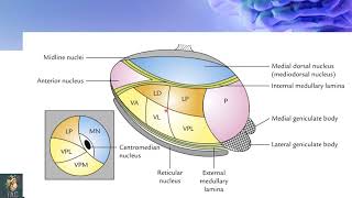 Thalamus  external amp internal features  Neurosciences  Dr Shehla Aman [upl. by Yllitnahc]