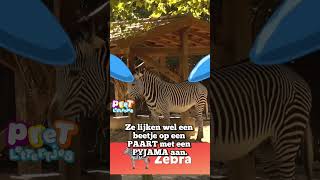 Een Paard met Een Pyjama Aan youtubecreatorcommunity [upl. by Birch]