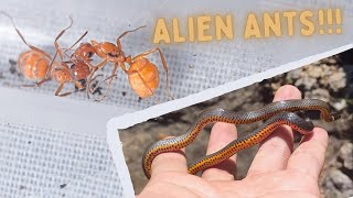 Parasitic Ants and Beautiful Snakes [upl. by Mloclam]