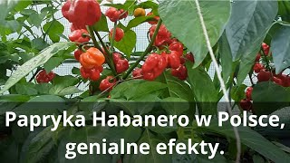 Uprawa papryczek Habanero w Polsce [upl. by Yadnus]