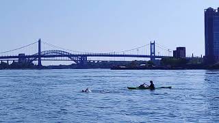 Mariano Mortaras 20 Bridges Swim  Manhattan Island Marathon Swim [upl. by Allenrac698]