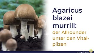 Agaricus Blazei Murrill Der ultimative Allround  Vitalpilz [upl. by Budding]