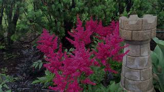 Astilbe Plant Profile [upl. by Schuster]