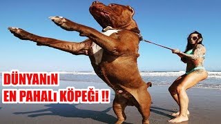 Dünyanın En Pahalı Köpek ırkı   3000000 Dolar Para verdiler Satmadı   Biggest Dog [upl. by Ahaelam550]