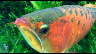 アジアアロワナ Asian arowana Scleropages formosus [upl. by Devan]