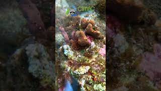 An Orbicella colony Habitat Cleaning coralrestoration gopro coralreef [upl. by Winni]