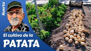 PATATAS COMO SEMBRAR Y CULTIVAR PATATAS POTATO FARMING [upl. by Llednik]