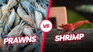 The difference between prawns and shrimps SIMPLIFIED [upl. by Berkman599]