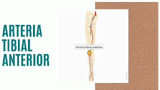 Sistema arterial del miembro inferior [upl. by Jurgen977]