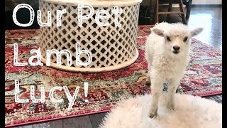 We have the cutest pet lamb in the house  best pet farm animals  cutest lamb ever [upl. by Ferneau]