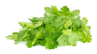 Health Benefits of Cilantro and Why Its Great for Your Body [upl. by Adelric582]