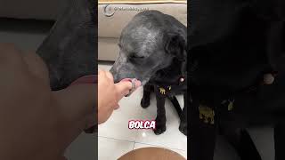 Sevimli Köpeğine Makyaj Yaptı 💗😍锅盖有点憨  Douyin [upl. by Sorazal]