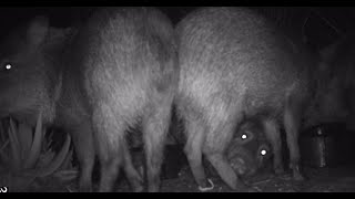 Javelina babies and taking turn at the bowls with coyotes 73024 [upl. by Apple]