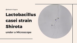 Lactobacillus casei strain Shirota LcS under a Mircroscope [upl. by Sauder]