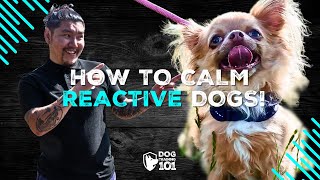 WATCH This Video If You Have a Reactive Dog Watch How to Get Your Dog Comfortable With Others Now [upl. by Repsag106]