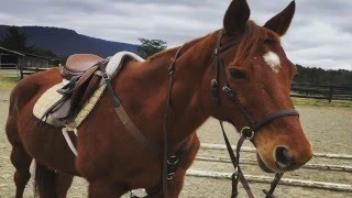 Dr Cooks Bitless Bridle Review [upl. by Khai]