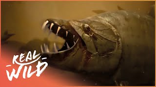 The Truth Behind Africas Piranha  Tigerfish Attack  Real Wild [upl. by Yert]