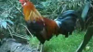 Crowing Rooster [upl. by Dyob]