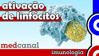 Ativação de Linfócitos  IMUNOLOGIA Vídeo 8 [upl. by Assenab776]