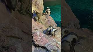 Penguins 🐧 boston aquarium dance [upl. by Thury]