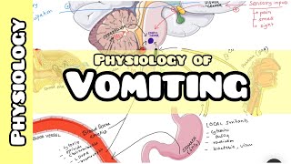 Physiology of Vomiting  Vomiting reflex explained for USMLE NEET PG INICET NCLEX [upl. by Ial930]