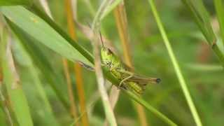 Common field grasshoppers chirping [upl. by Wright]