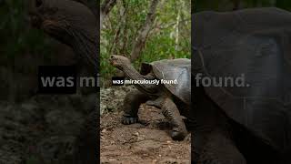 The Galápagos Giant Tortoise Rediscovery [upl. by Ennaegroeg]