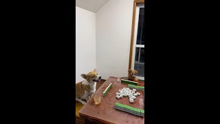 Play mahjong with dogs One person and one dog play mahjong with two jokes Corgi play mahjong [upl. by Atekihs447]