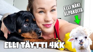 ROTTWEILER ELLI  ALPAKAT amp VUOHET  NÄYTTELY TREENIT 🐕 [upl. by Samantha]