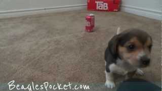 Tiny Beagle Puppies Cute Miniature Beagles Playing 5 Weeks Pocket Beagle Litter 4 Sale [upl. by Keller]