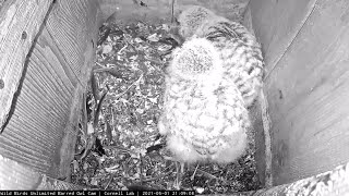 Bat Delivered To Barred Owl Chicks Eldest Owlet Swallows It Whole – May 1 2021 [upl. by Anica342]