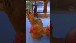 Ate mysa vlog buti pa ang manok at pusa marunong mag basketball [upl. by Minardi]