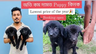 Best Offer for our valued customers 🎉 Puppies available at lowest price 🐶 [upl. by Trahurn]