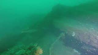 Diving the wreck of the Salsette in Lyme bay 2018 [upl. by Granniah]