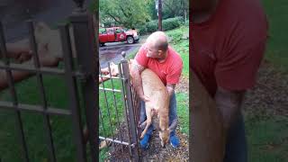 Deer rescue Graphic live video of deer caught on fence [upl. by Haugen514]