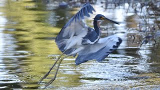 Tropical Storm Debby has Altered the Behavior of Waterwaders Dropping 19quot of Rain Over 2 Days [upl. by Evans]