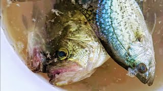 ANOTHER FUN FISHING DAY 🎣 FULL OF CRABBIES 🐠🐟🐠 AT BURKE LAKE VA USA 🇺🇸 AMERICA❤️ [upl. by Varney]