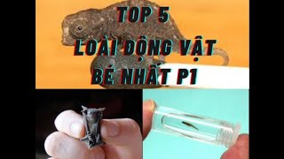 Động vật bé nhất thế giới có thể bạn chưa biết tới p1 [upl. by Lammaj438]