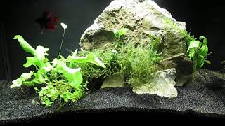 10Gallon Planted Betta Aquascape 62324 [upl. by Hovey617]